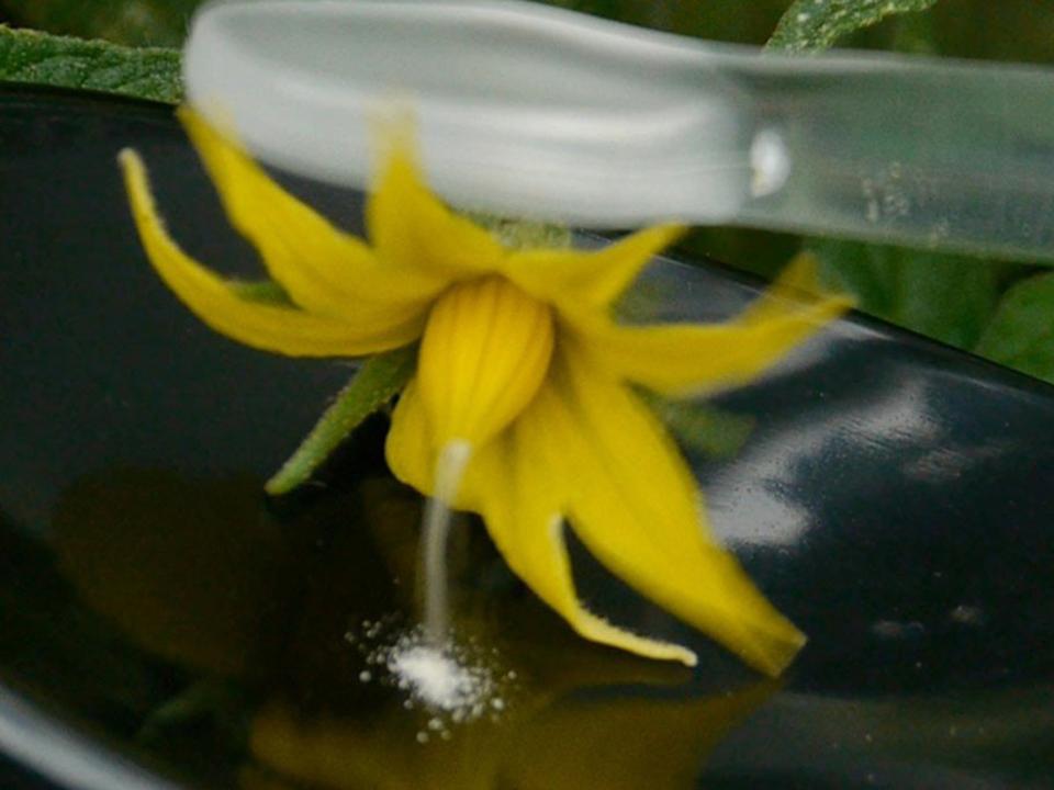 VegiBee Garden Pollinator